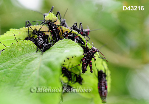 Soldier Grasshopper (Chromacris speciosa)